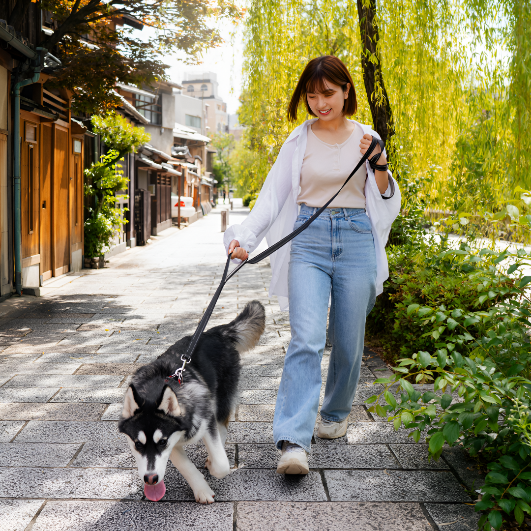 Walking Made Easy: Choosing the Right Leash