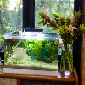 Underwater Worlds: Must-Have Fish Accessories