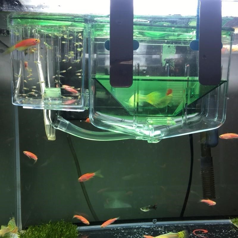 Hatching box guppy sick fish
