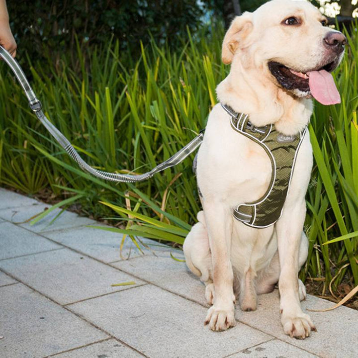 Punch Elastic Retractable Dog Leash