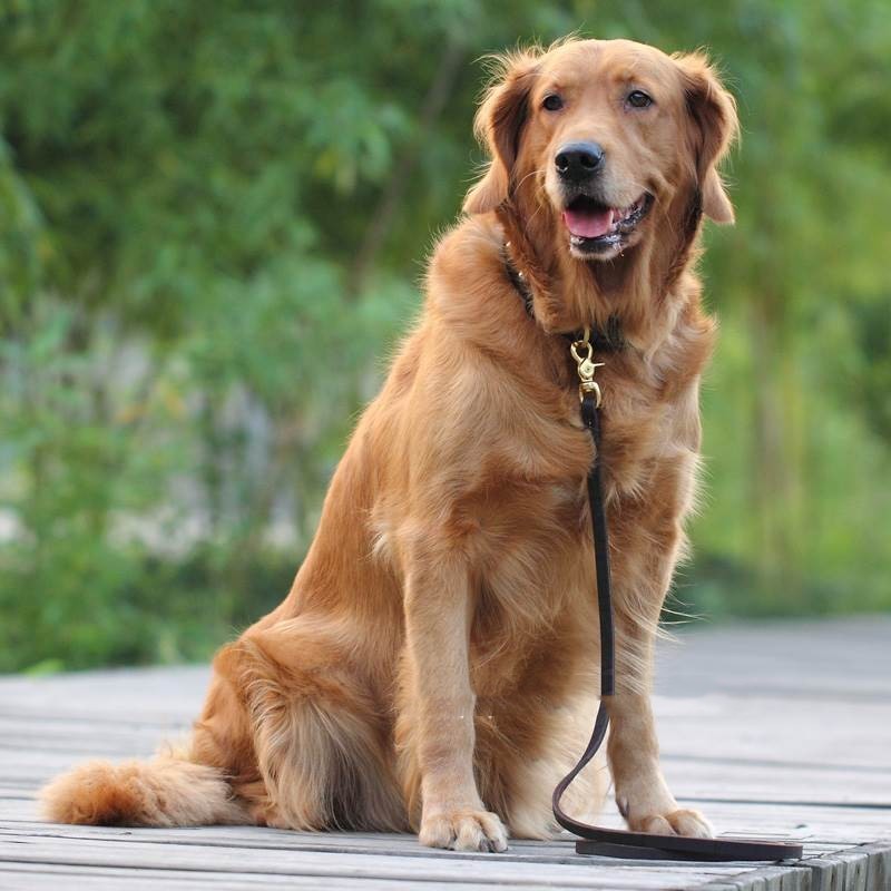 Cowhide Chain Teddy Gold Hair