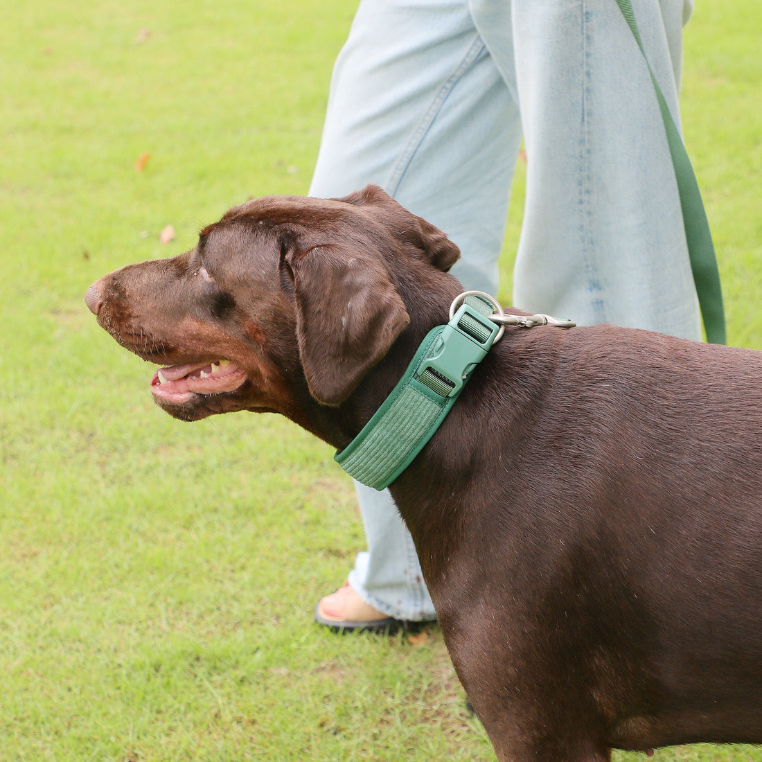 Chest And Back Dog Dog Backpack